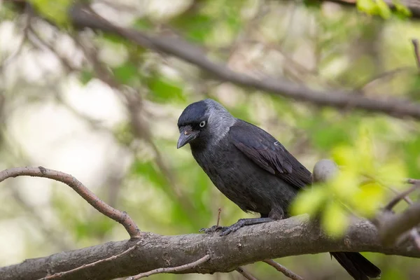 Euraziatische jackdaw op de boom — Stockfoto