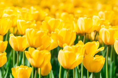 Sarı laleler arka kapatmak