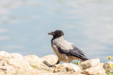 karga suyu arka plan