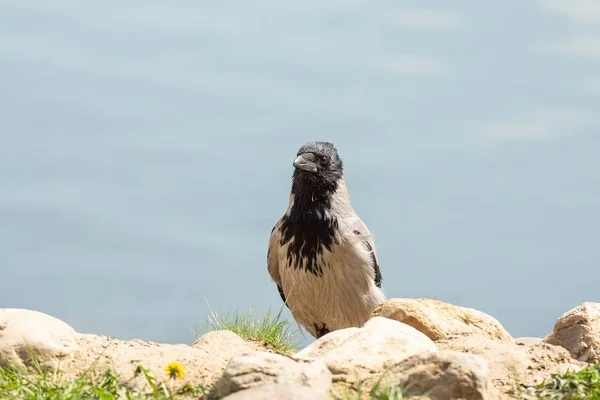 Crow water background — Stock Photo, Image