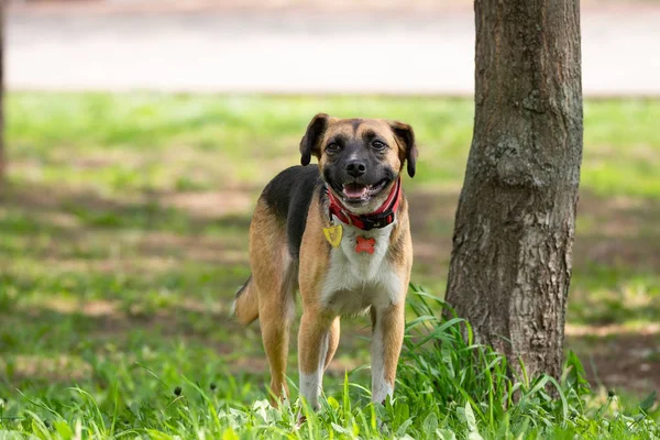 Un perro en la naturaleza — Foto de Stock