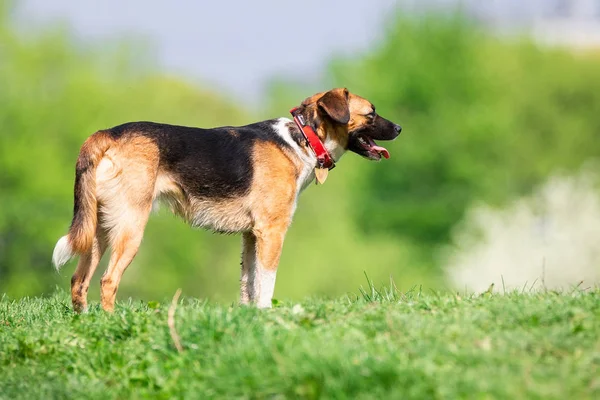 Un perro en la naturaleza —  Fotos de Stock