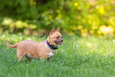 Çimüzerinde Chihuahua köpek