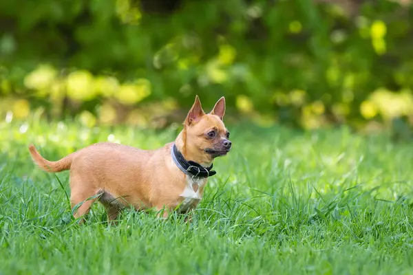 Chihuahua perro en la hierba —  Fotos de Stock