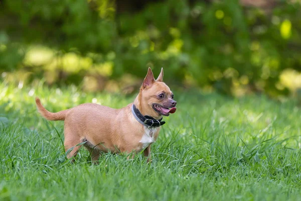 Chihuahua kutya a fűben — Stock Fotó