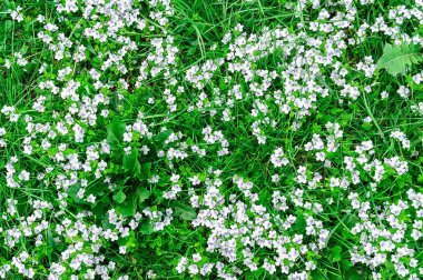 mavi veronica çiçek arka plan