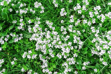 mavi veronica çiçek arka plan