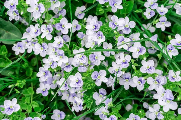 Hintergrund der blauen Veronica-Blumen — Stockfoto