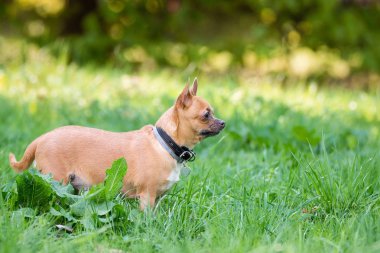Çimüzerinde Chihuahua köpek