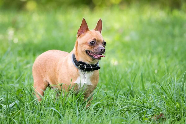 Chihuahua cão na grama — Fotografia de Stock