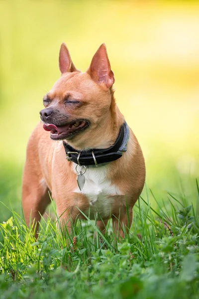 草の上のチワワ犬 — ストック写真