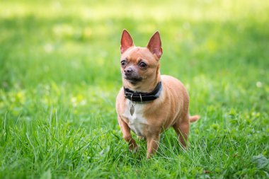 Çimüzerinde Chihuahua köpek