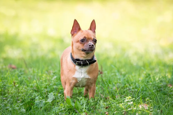 Chihuahua perro en la hierba —  Fotos de Stock