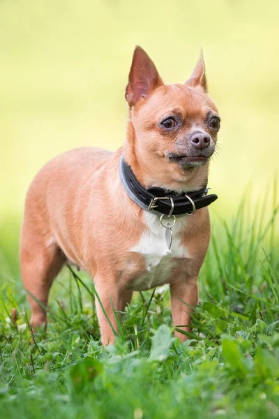 Chihuahua perro en la hierba — Foto de Stock