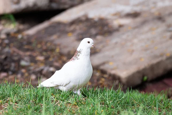 Colombe blanche sur l'herbe — Photo