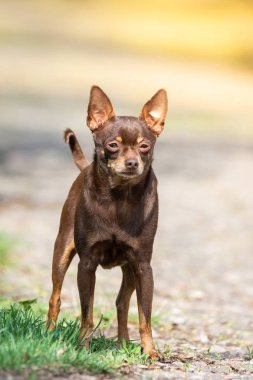 Çimüzerinde Chihuahua köpek