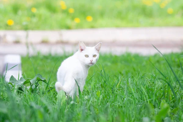 Gato blanco en la hierba —  Fotos de Stock