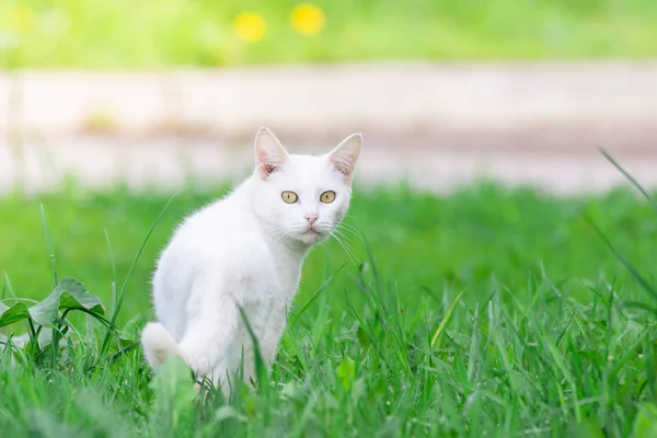Gato blanco en la hierba — Foto de Stock