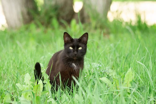 Svart katt i gräs — Stockfoto