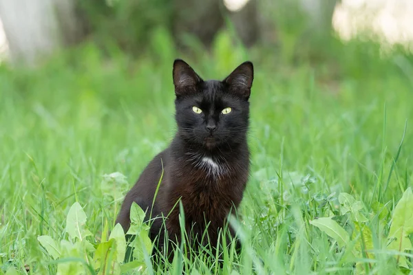 Svart katt i gräs — Stockfoto