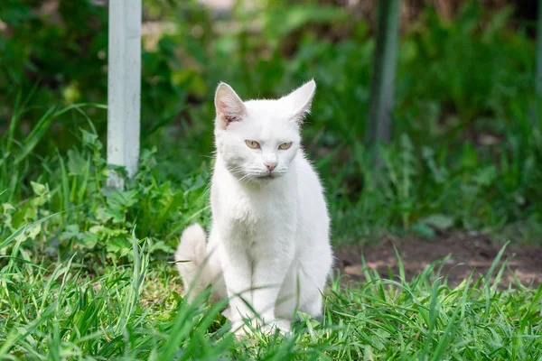 Chat blanc dans l'herbe — Photo