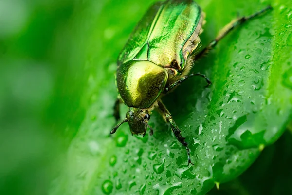 Cetonia aurata green leaf — Stock Photo, Image