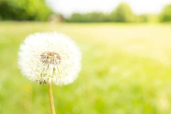 Paardebloem tegen de natuur — Stockfoto