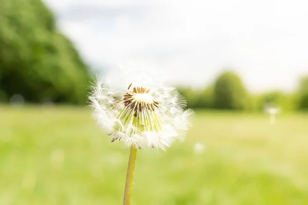 Paardebloem tegen de natuur — Stockfoto