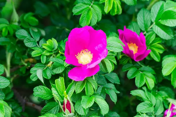 Rosa floreciente Bush — Foto de Stock