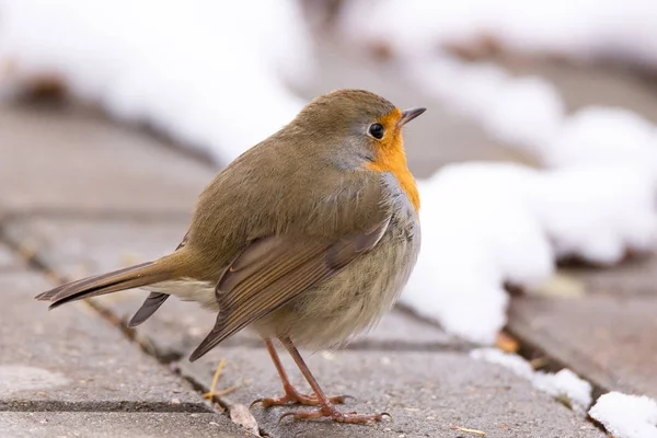 Robin red breast snow scene — Stock Photo, Image