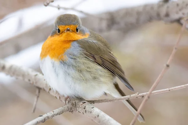 Robin vermelho cena de neve peito — Fotografia de Stock