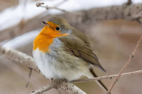 Robin vermelho cena de neve peito — Fotografia de Stock