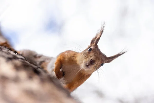 Ardilla en el árbol — Foto de Stock