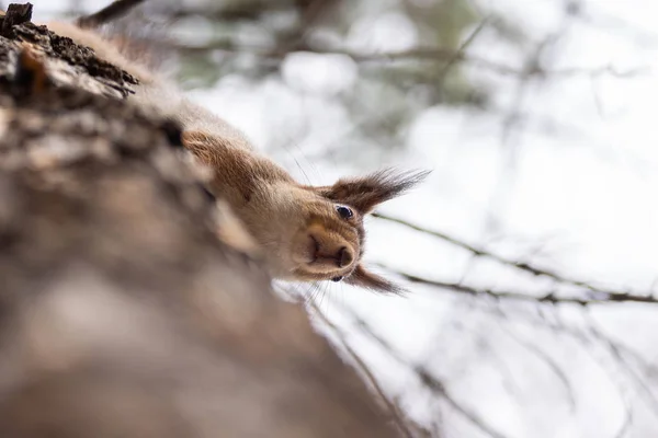 Ardilla en el árbol — Foto de Stock