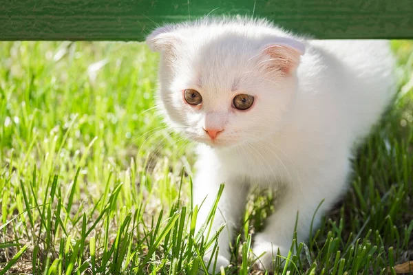 Gatito blanco en la hierba — Foto de Stock