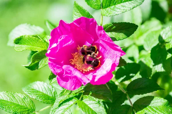 Abejorro flor de rosa silvestre — Foto de Stock