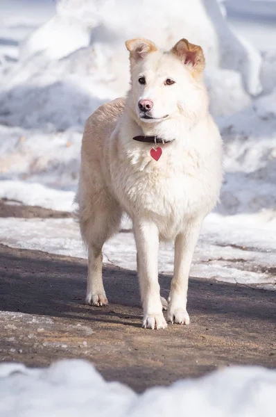 Perro en la nieve —  Fotos de Stock