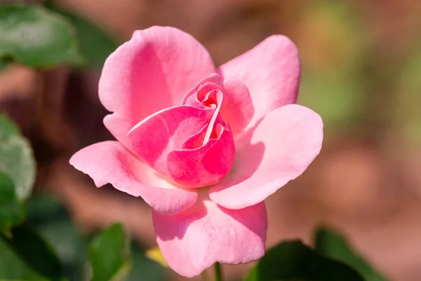 Pink Rose flower — Stock Photo, Image
