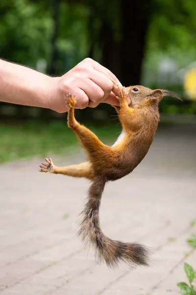 Wiewiórka trochę moja ręka — Zdjęcie stockowe