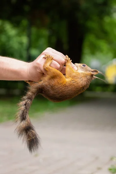 Esquilo mordeu minha mão — Fotografia de Stock