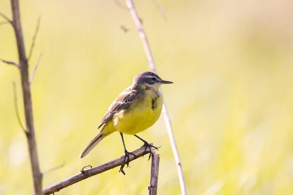 Fåglar-gul Wagtail (Motacilla Flava) — Stockfoto