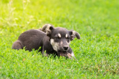 köpek çim