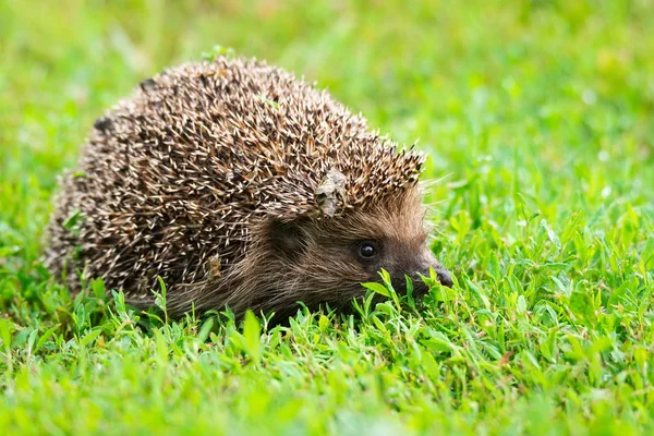 Igel auf dem Gras — Stockfoto