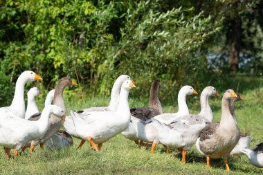 çimenlerin üzerinde kaz