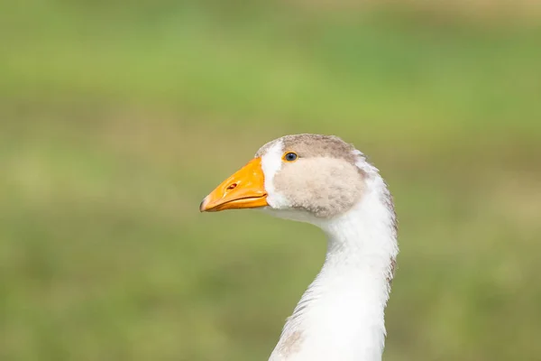 ガチョウの草の上 — ストック写真