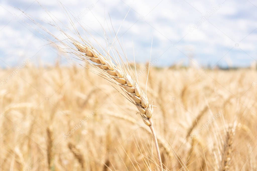 Gold wheat field  blue sky