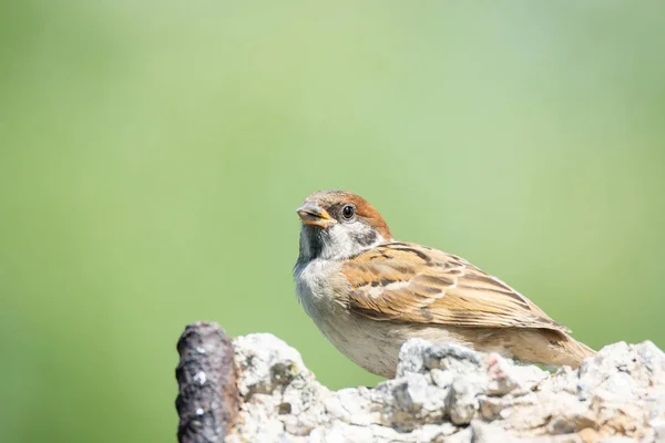 Sperling im Gebüsch — Stockfoto