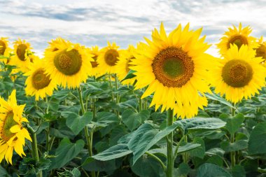 Ayçiçeği alan peyzaj