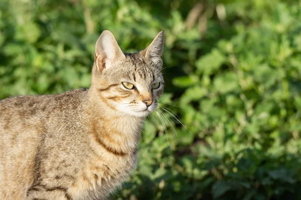 Grå katt på gräs — Stockfoto