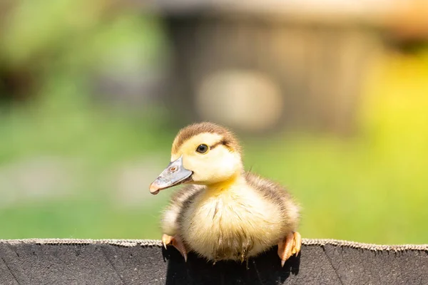 Duckling on the grass — Stock Photo, Image